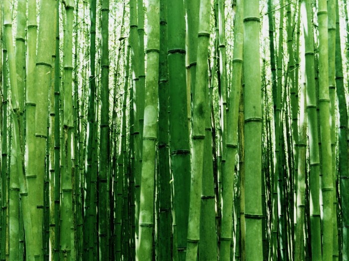 A dense forest of tall green bamboo stalks