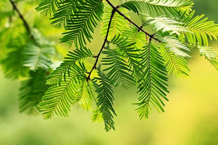 Green pine needles on a branch with sunlight