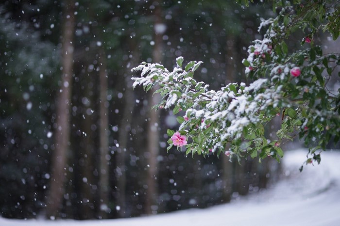 Pink camellia flower covered in snow in a forest