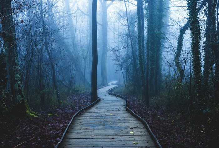 Wooden boardwalk through a misty forest in autumn