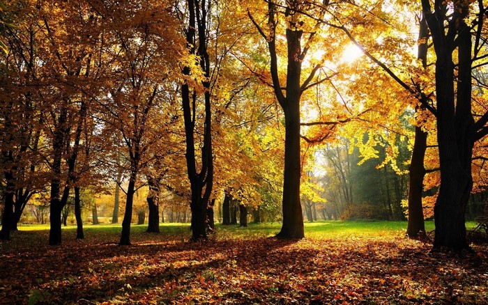 Sunlight filtering through autumn trees in a forest