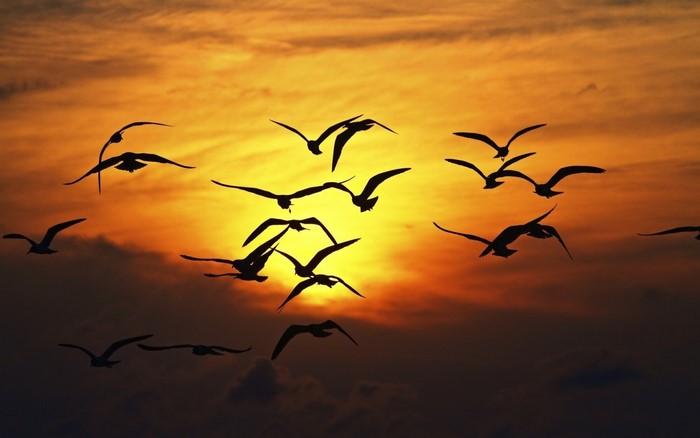 Flock of birds silhouetted against a sunset sky