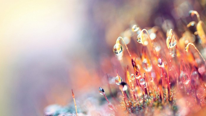 Macro photography of moss with water droplets in sunlight