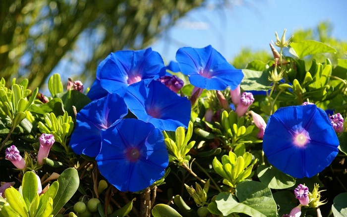Blue Morning Glory Flowers with Green Leaves