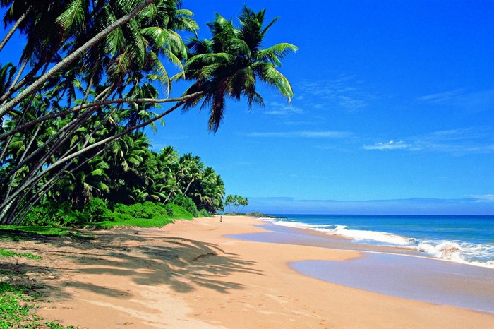 Tropical beach with palm trees and ocean waves
