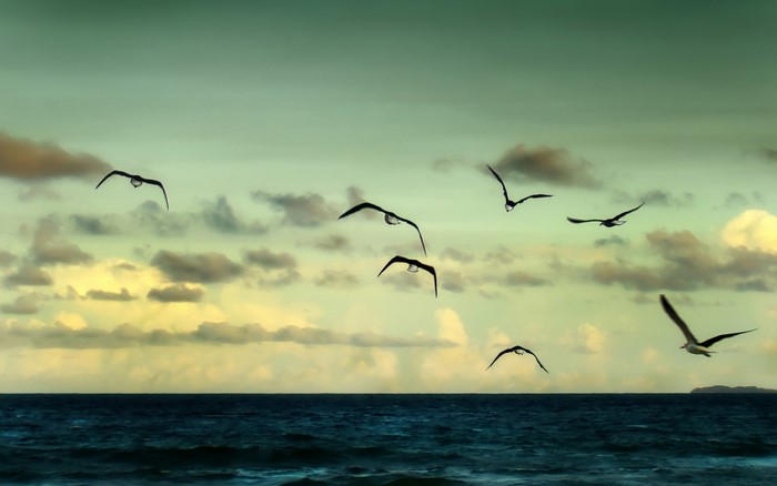 Flock of seabirds flying over the ocean at sunset