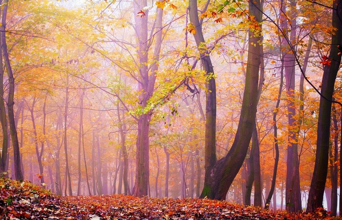 Autumn forest with fallen leaves and fog