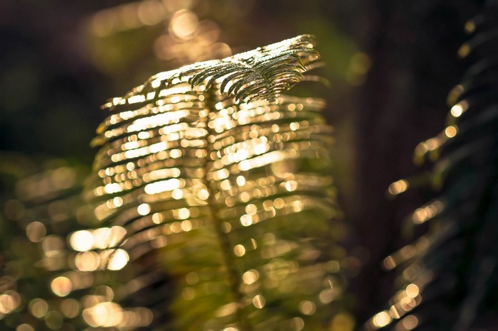 Sunlight on a fern leaf with bokeh