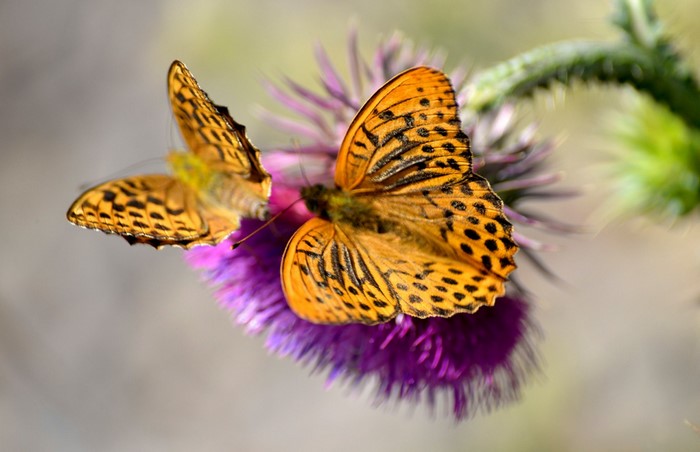 Two orange butterflies on a purple thistle flower
