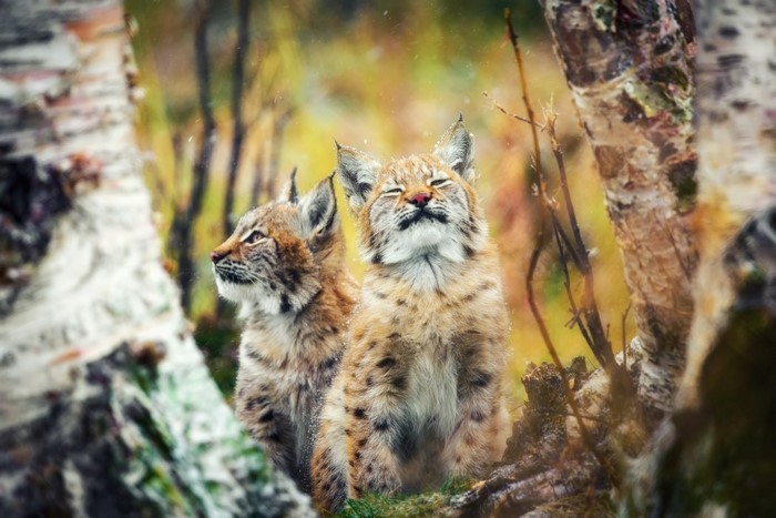 Two lynx cubs sitting in a forest