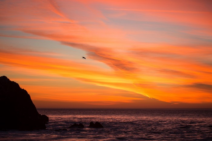 Bird flying over the ocean at sunset