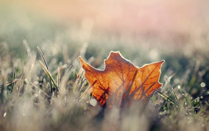 Close-up of a frosted autumn leaf on grass