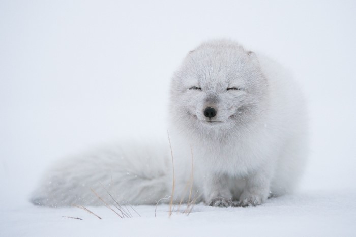 Arctic fox with eyes closed in the snow
