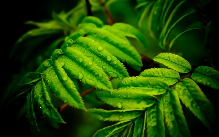 Close-up of green leaves with water droplets