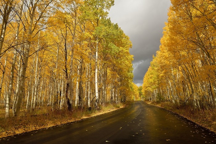 Road through an autumn forest with yellow trees