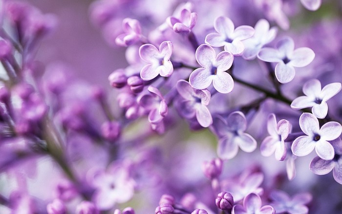 Close-up of purple lilac flowers in bloom