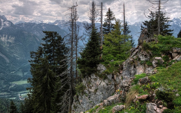 Mountain landscape with dead trees and green forest