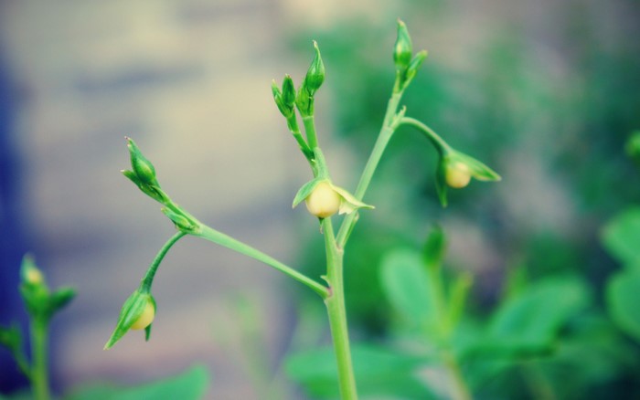 Green plant with buds and small yellow flowers
