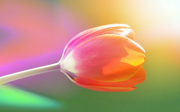 Close-up of a pink and orange tulip with a colorful background