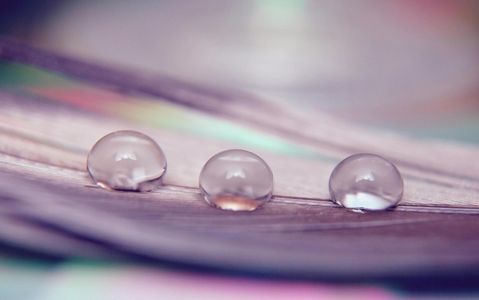Three water drops on a feather