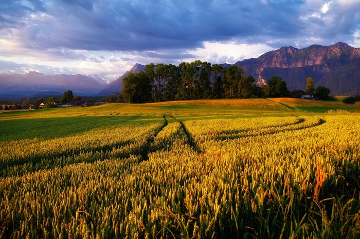 Wheat field with mountains at sunset