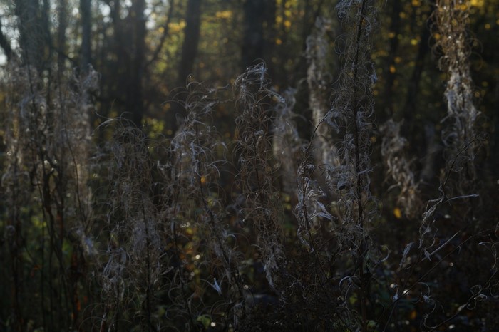 Dry plants in a sunlit forest during autumn