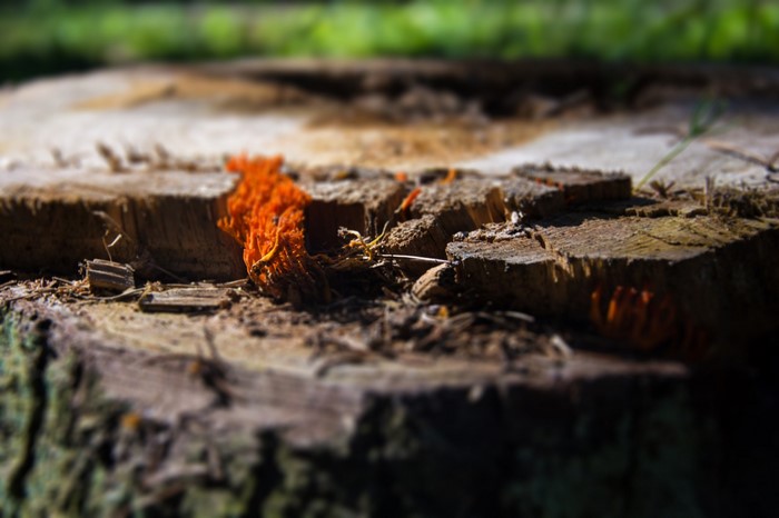 Orange fungus growing on a tree stump