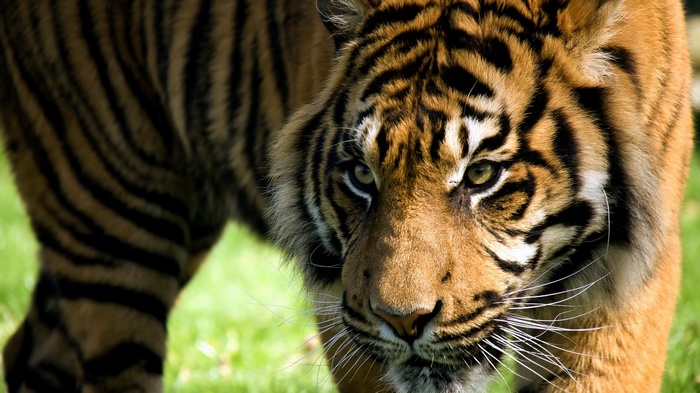 Close-up of a tiger's face