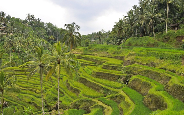 Terraced rice paddies with palm trees