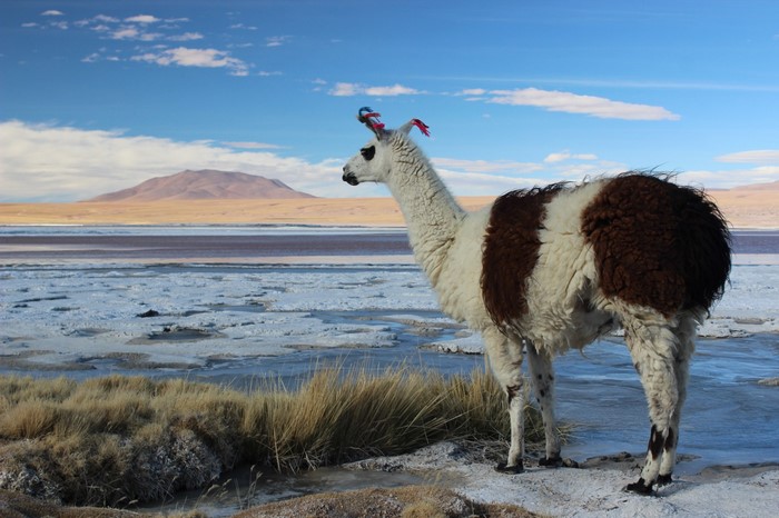 Llama Standing by a Salt Lake in Bolivia Landscape