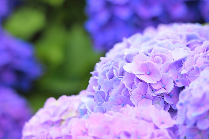 Macro shot of purple and pink hydrangeas