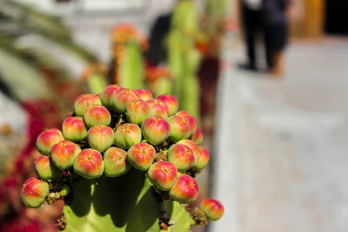 Cactus with red and green fruits