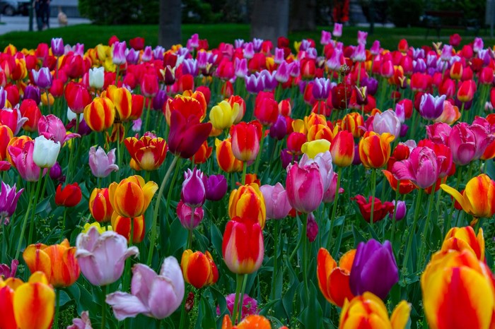 A field of colorful tulips in bloom