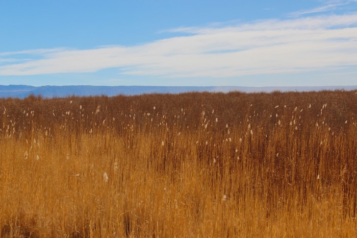 Golden dry grass field under a blue sky with clouds
