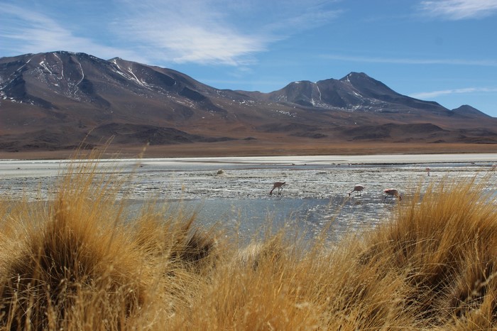 Flamingos in a shallow lake with mountains in the background