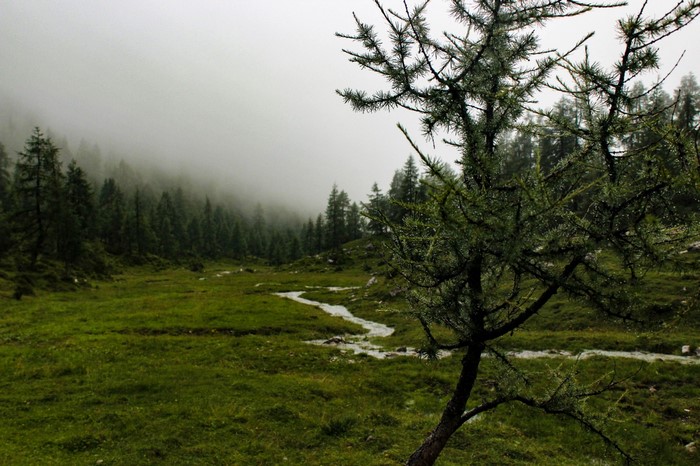 Misty valley with a stream and pine trees