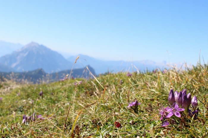 Purple wildflowers on a grassy mountain slope