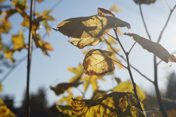 Sunlight filtering through autumn leaves on branches