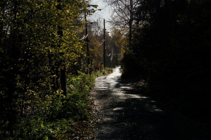 A wet road through a forest in autumn