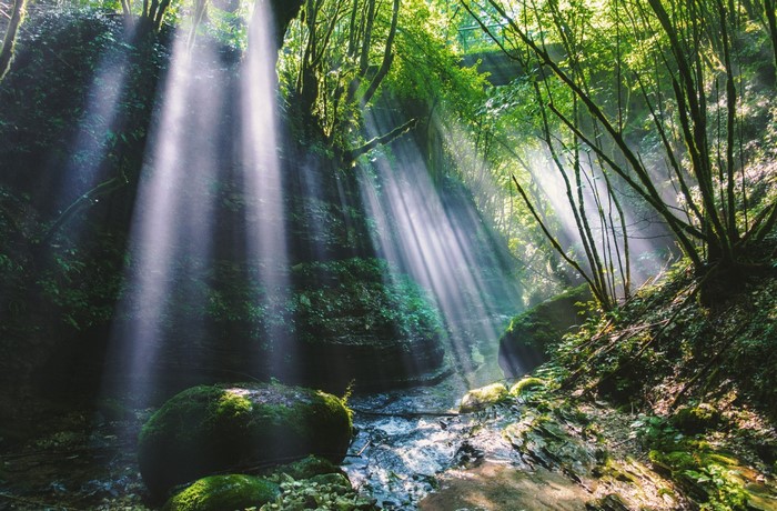 Sunlight streams through a lush green forest with a stream
