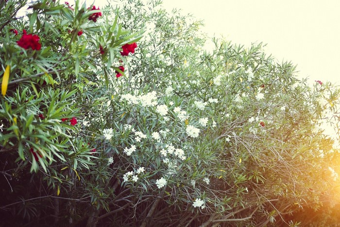 Red and white flowers on a green shrub