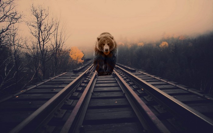 Bear walking on railway tracks in fog