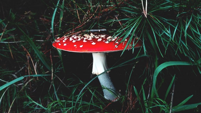 Amanita muscaria mushroom in a dark forest