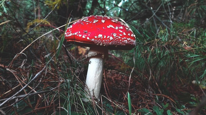 Red mushroom with white spots in a forest