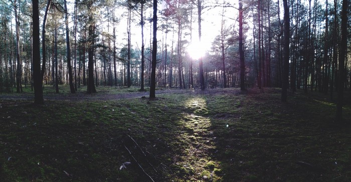 Sunlight filtering through trees in a forest