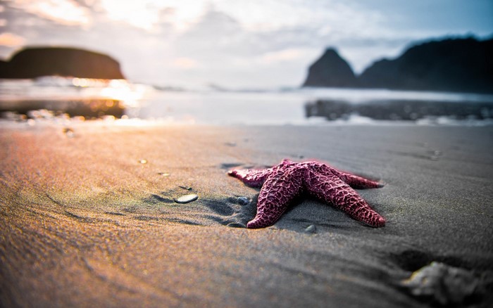 Starfish on a sandy beach at sunset