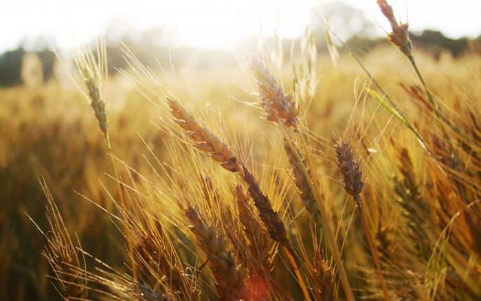 Wheat field in golden sunlight