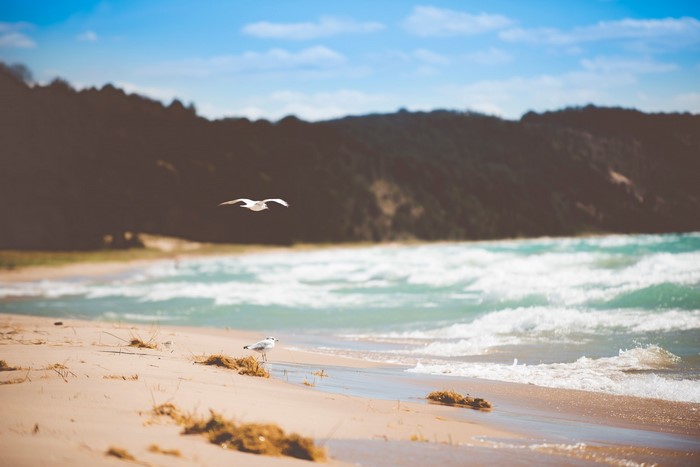 Seagulls flying and standing on a sandy beach with waves and a forest.