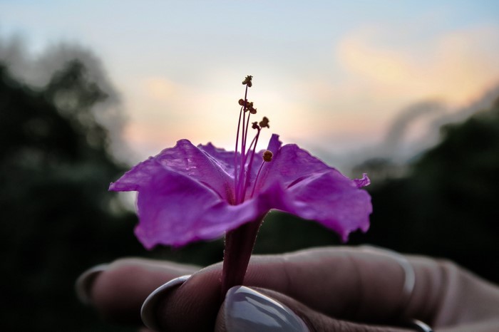 Close-up of a purple flower held by a hand at sunset