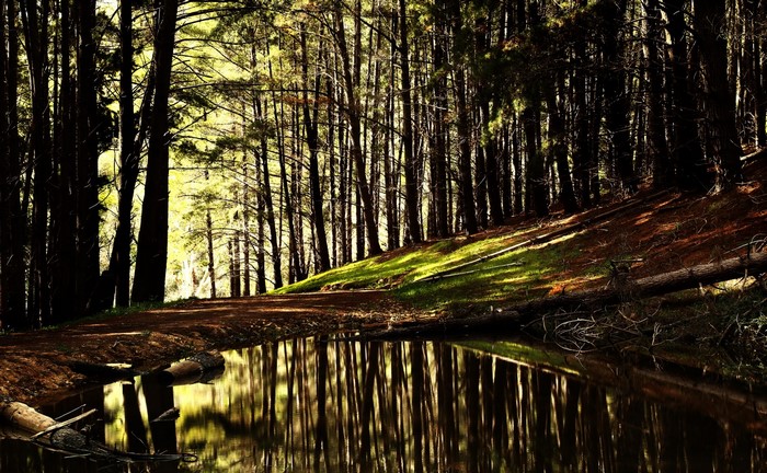 Forest path with a pond and reflections